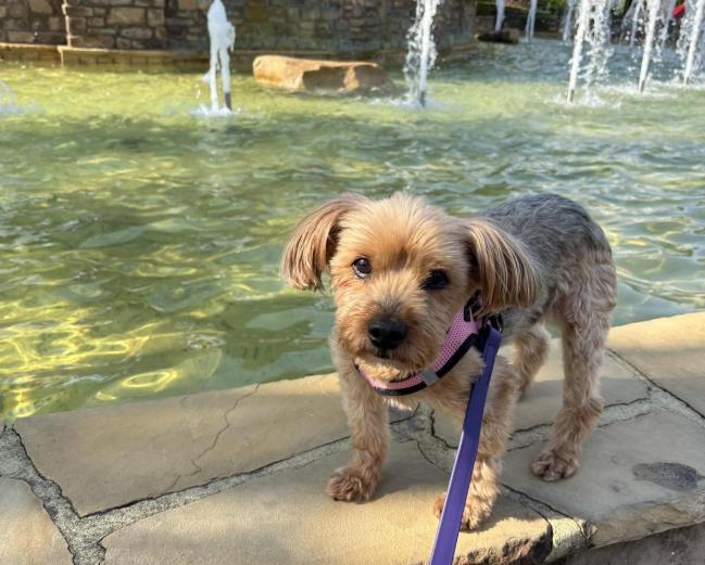 Pet Friendly Enrigo Italian Bistro