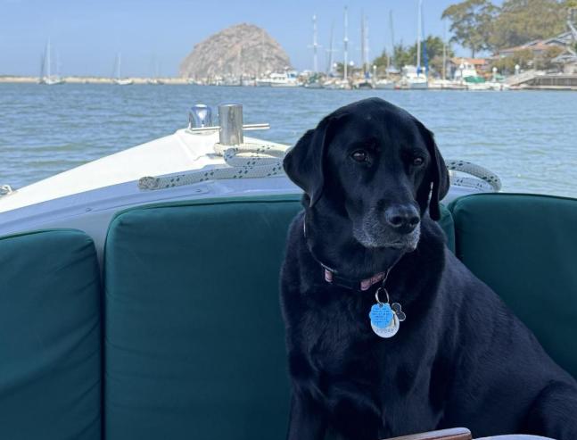 Pet Friendly Bay Cruisers