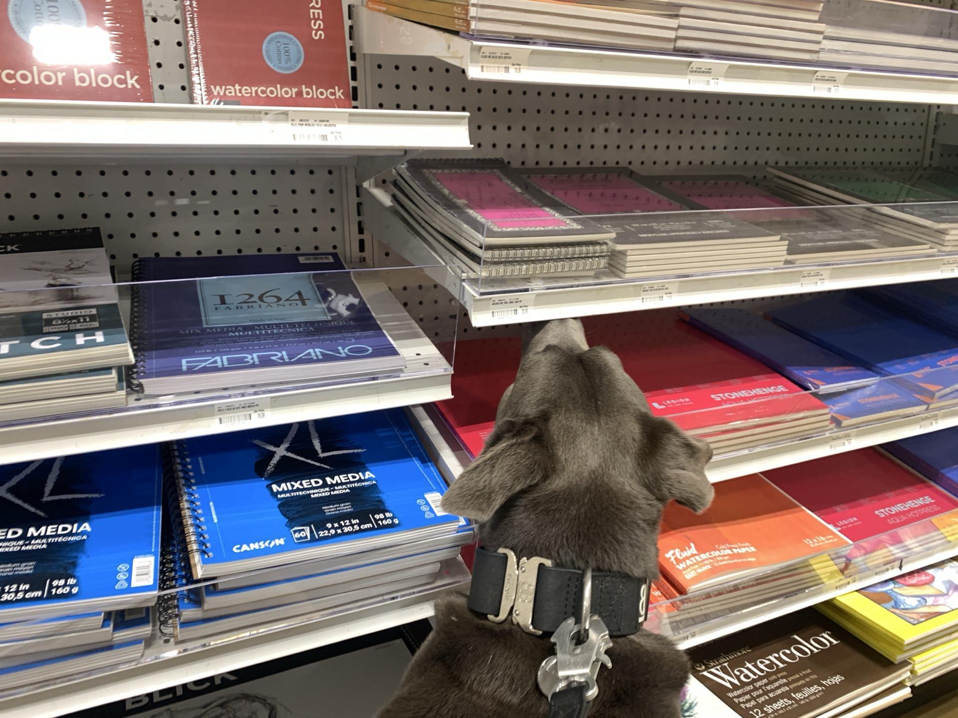 Pet Friendly Blick Art Materials Allentown