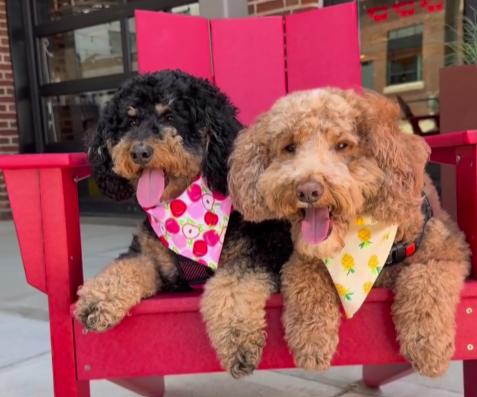 Pet Friendly Pups on the Patio at Shin Dig