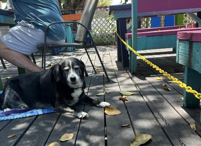 Pet Friendly Archie's Seabreeze