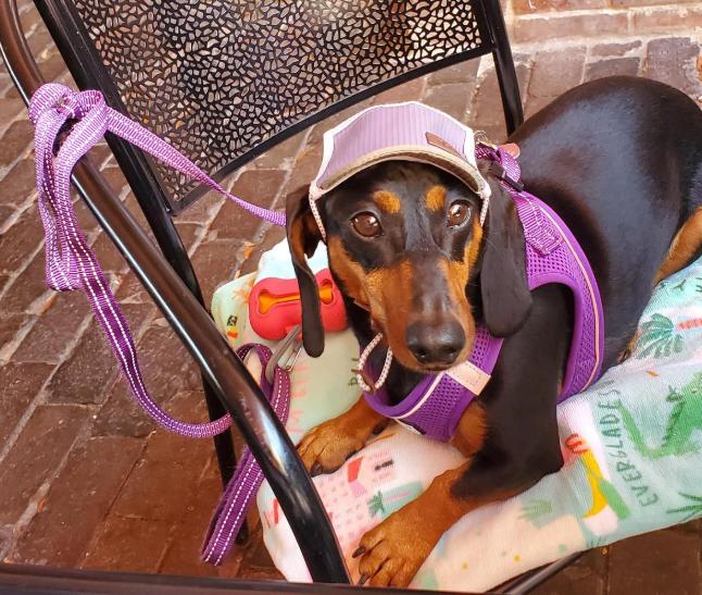 Pet Friendly The Breezeway Restaurant & Bar