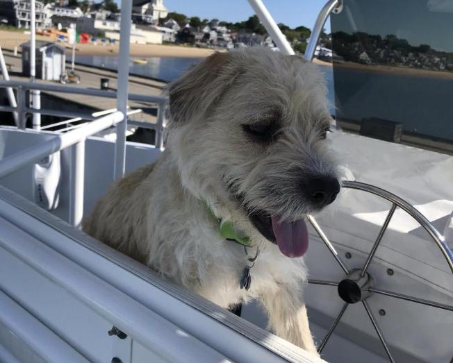 Pet Friendly Dolphin Fleet of Provincetown Whale Watch