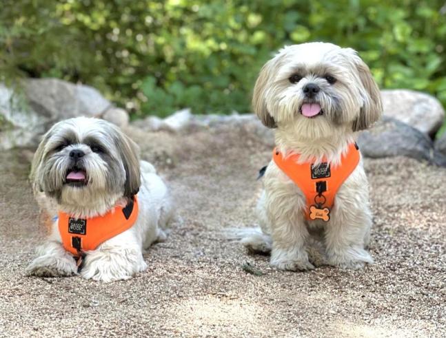 Pet Friendly Idyllwild Regional Park