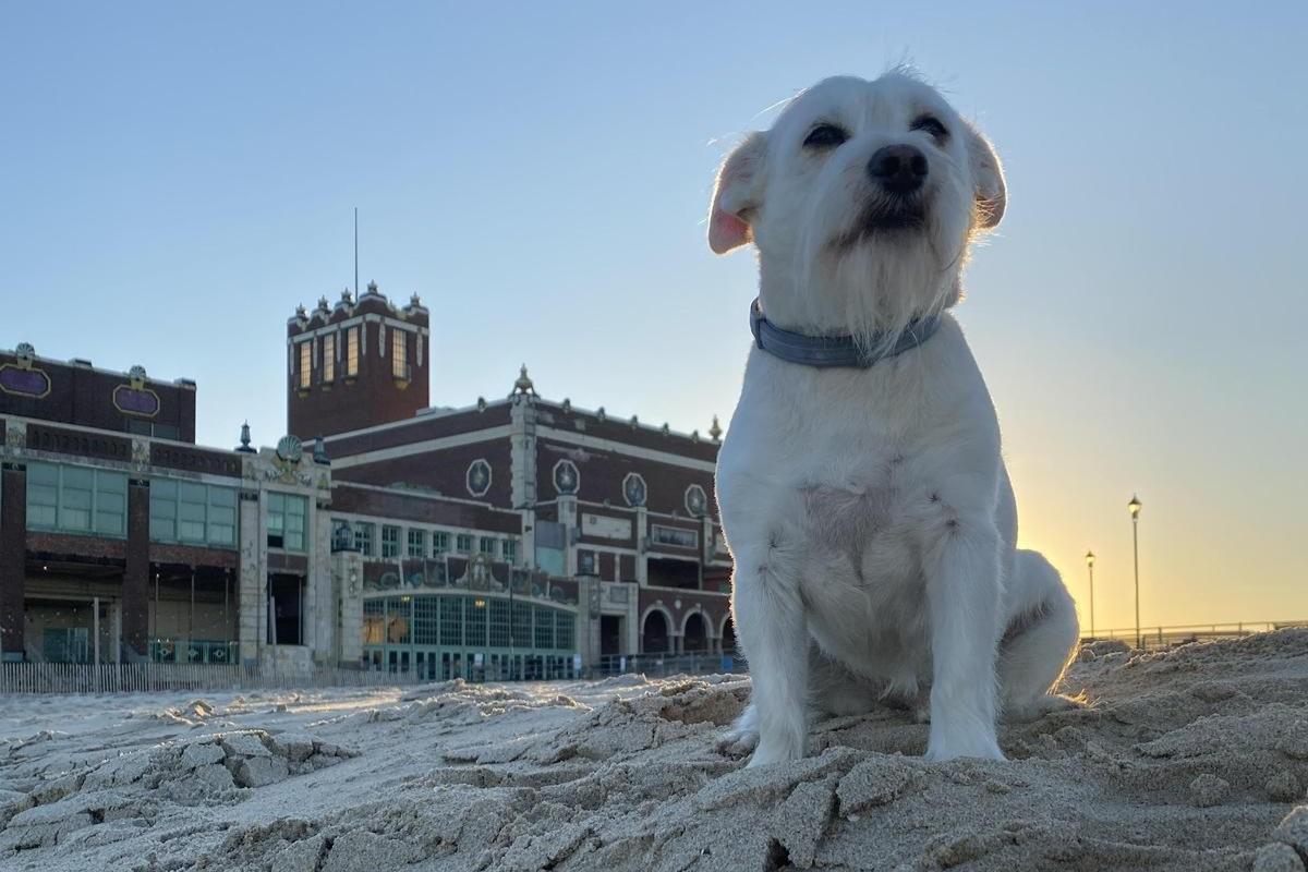 Pet Friendly Tails & Tales: The Asbury Bark Walk