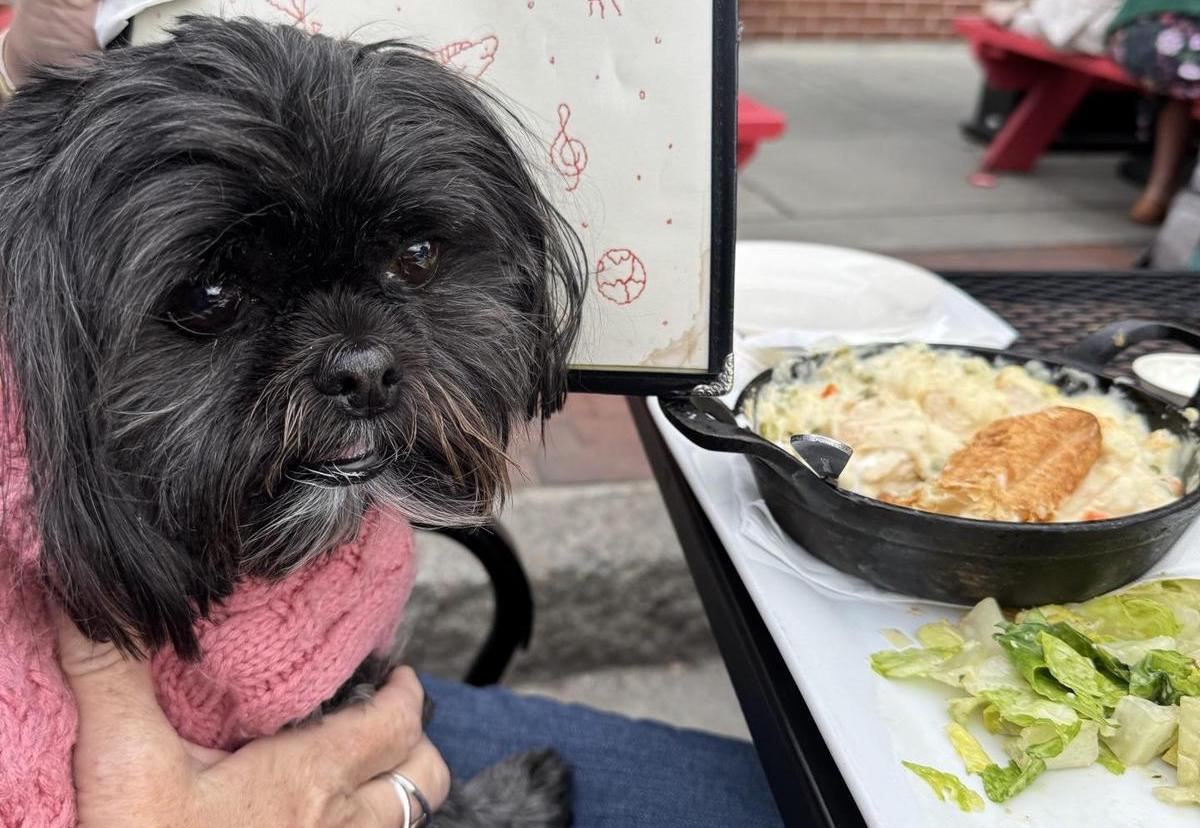 Pet Friendly Cambridge Common