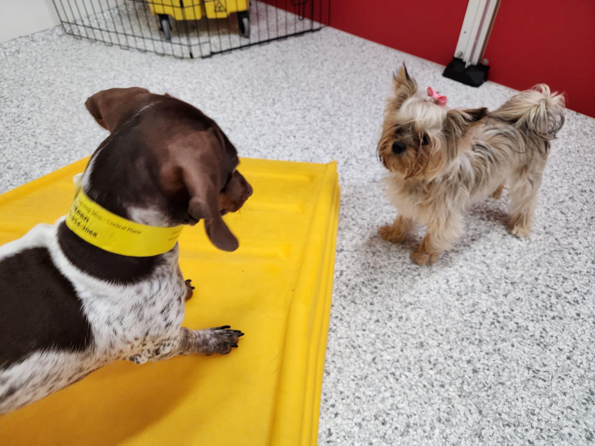Pet Friendly The Dog Stop Plano