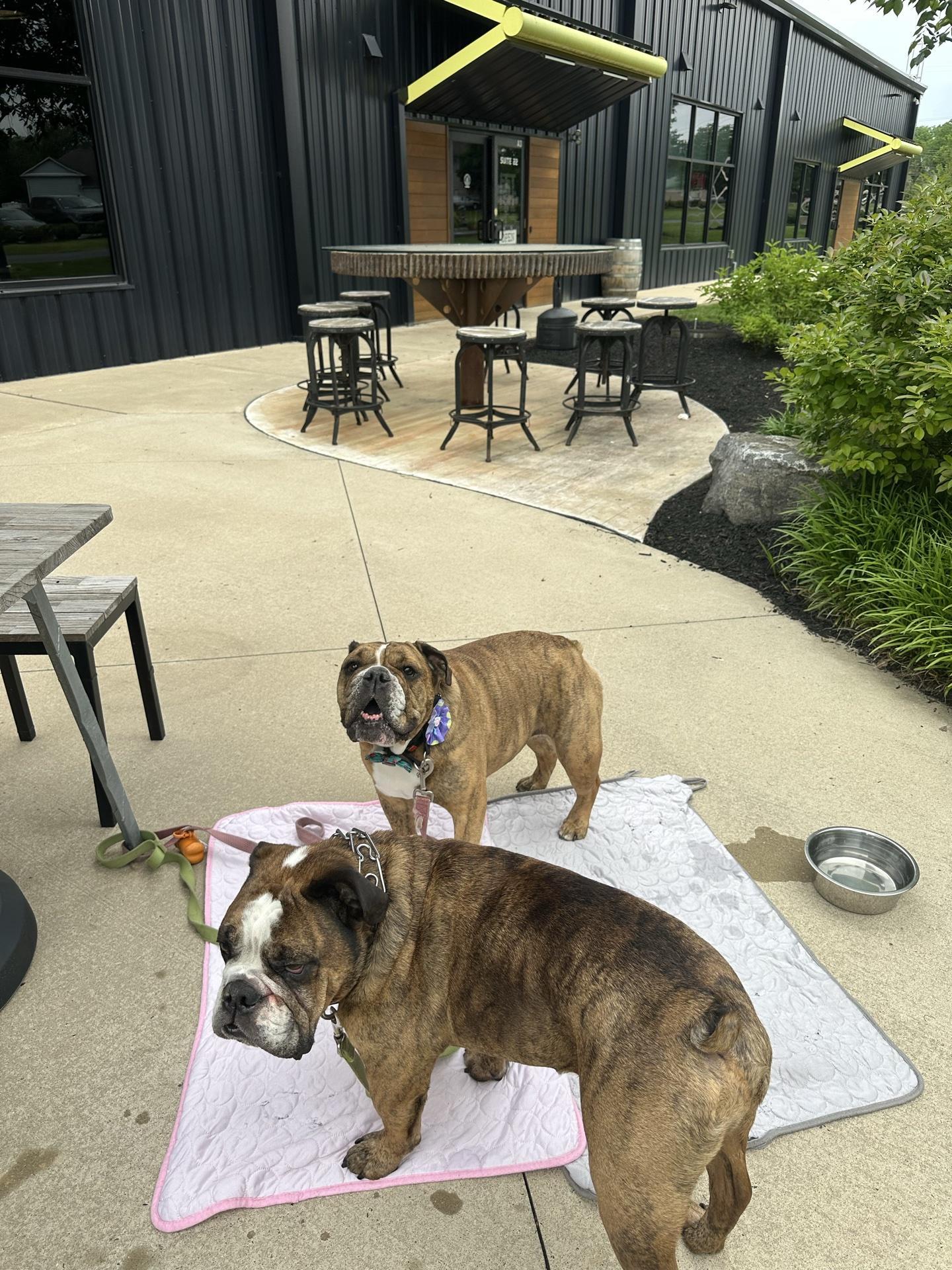 Pet Friendly Fetish Brewing Company