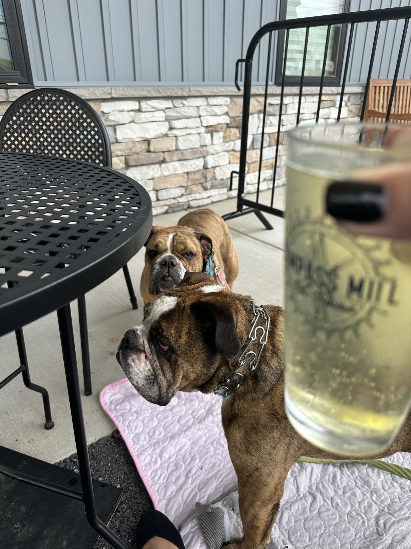 Pet Friendly Compass Mill Tap House