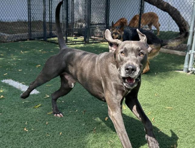 Pet Friendly Happy Dog Resort