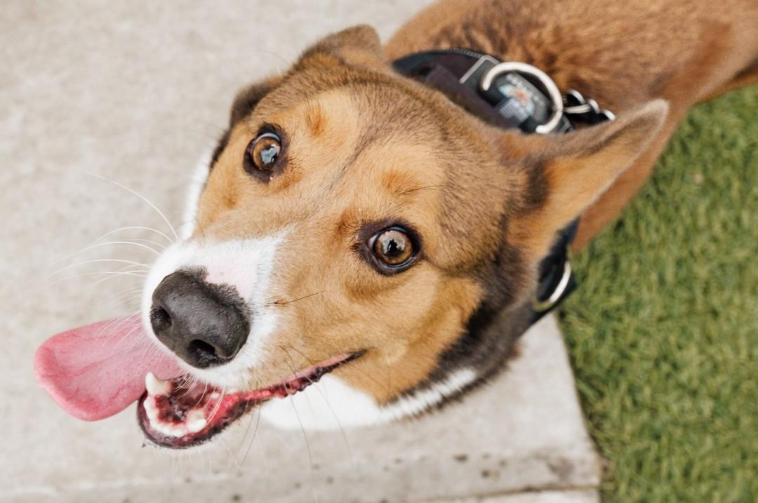Pet Friendly Yappy Hour Series at Market Square Park