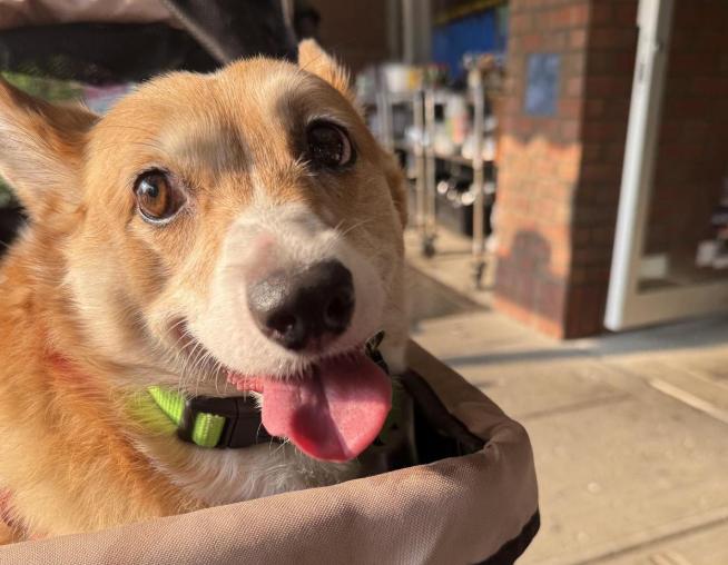 Pet Friendly Horsefeathers