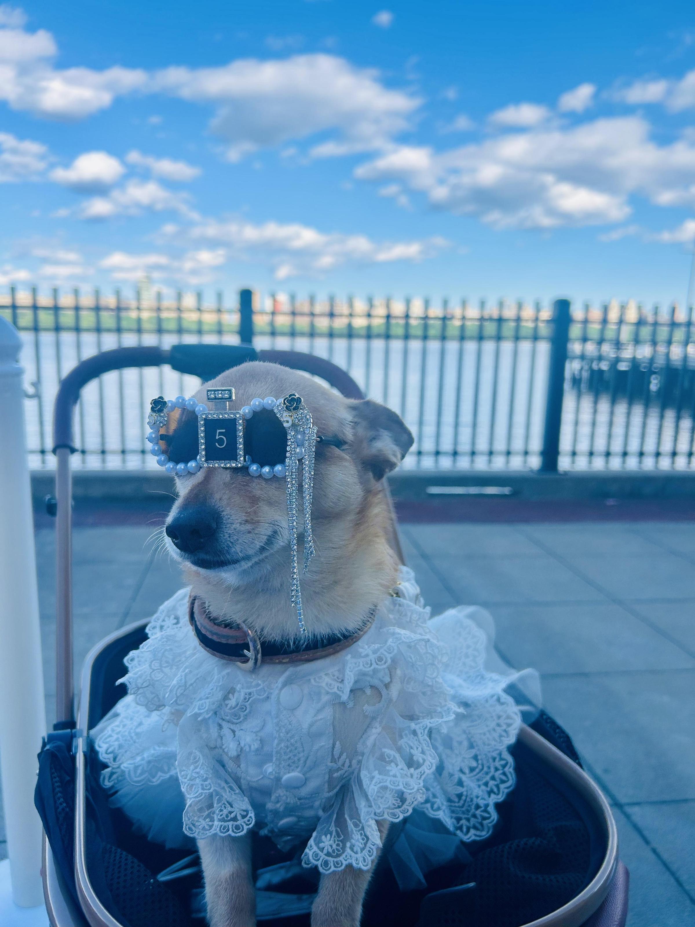 Pet Friendly Haven