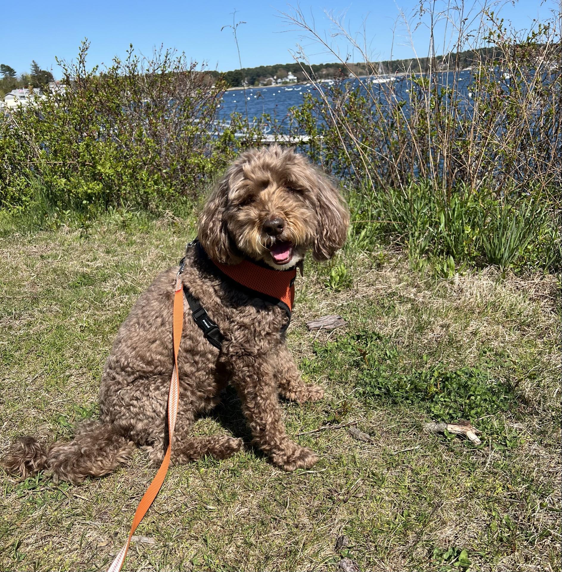 Pet Friendly Dogs Day Out Adventures