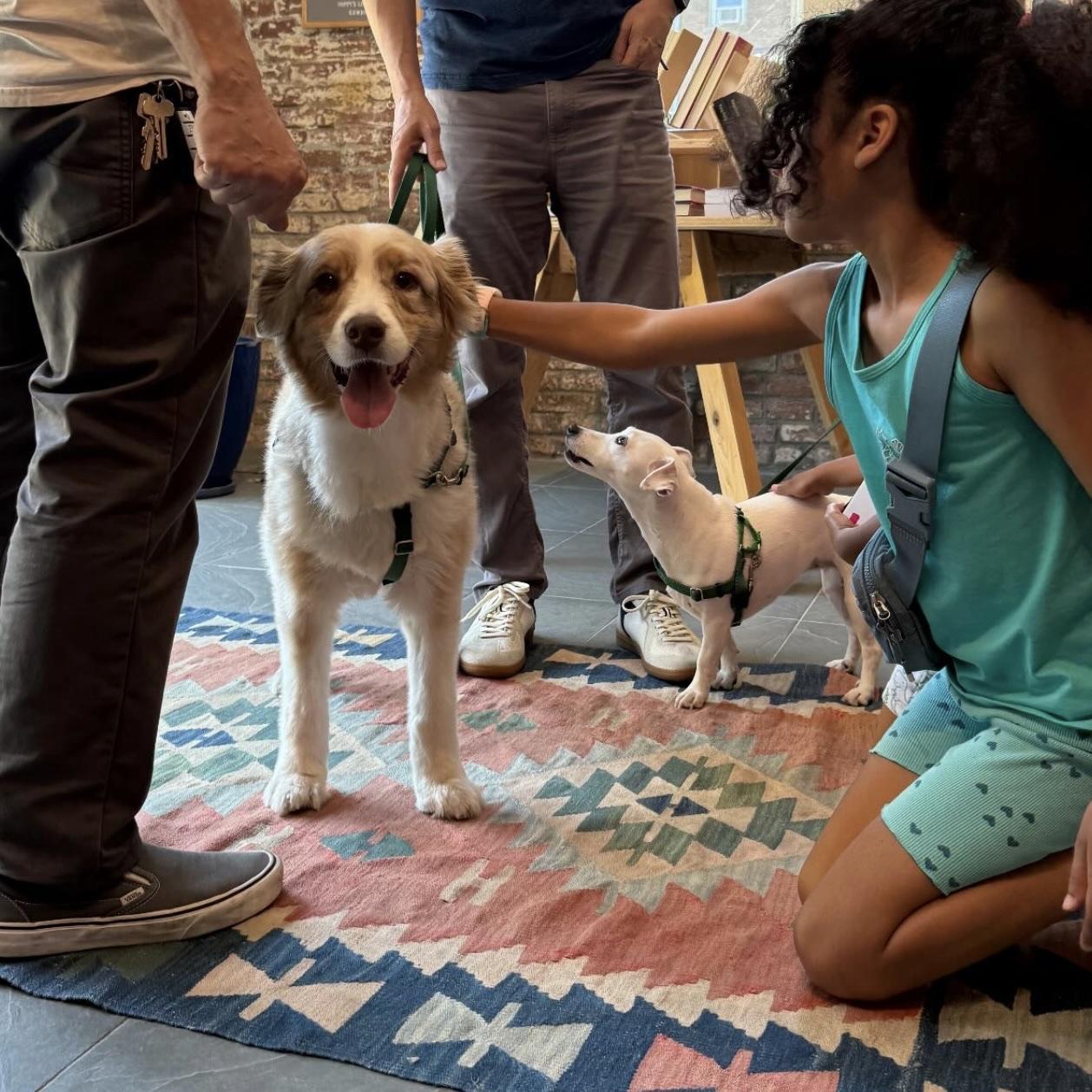 Pet Friendly Golden Hour Books
