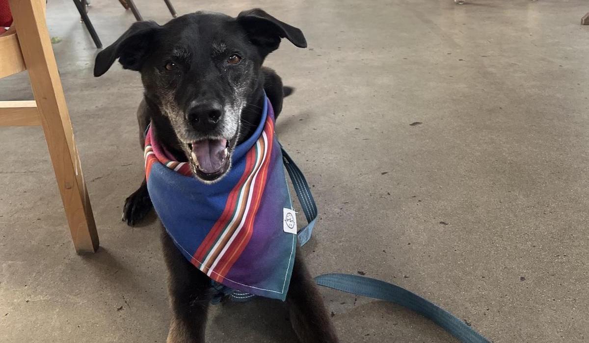 Pet Friendly Pivotal Brewing Company