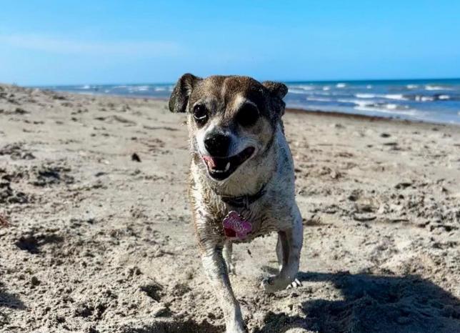 Pet Friendly Walton Rocks Dog Beach