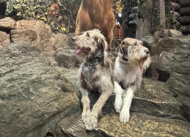 Pet Friendly Bass Pro Shops