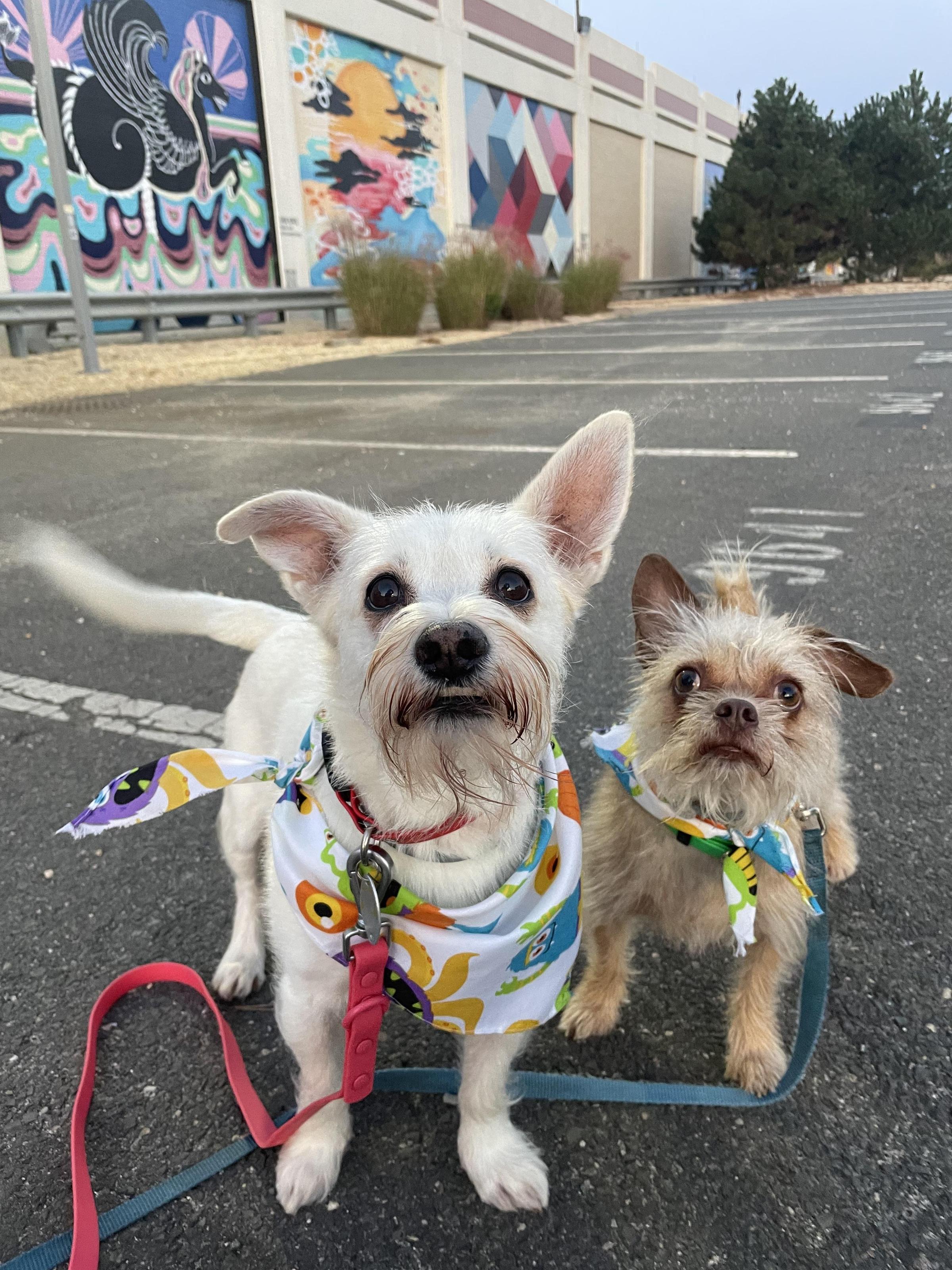 Pet Friendly History Chick Tours