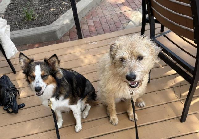 K9 LAMBFEAST BEEF＆HOKI Hoki & Beef Feast Freeze-Dried Dog Food – K9 Natural