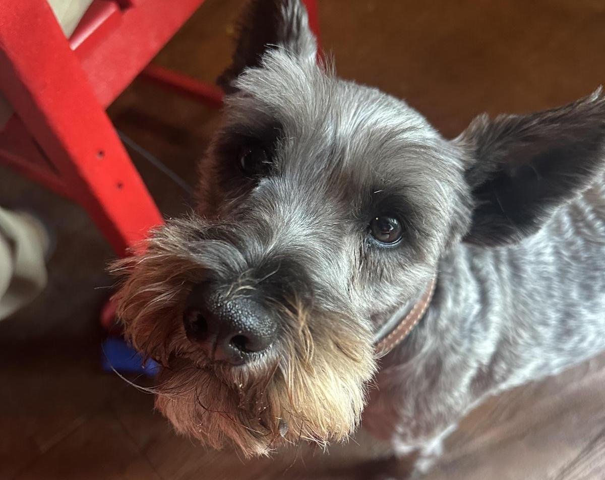 Pet Friendly Drake’s Danville