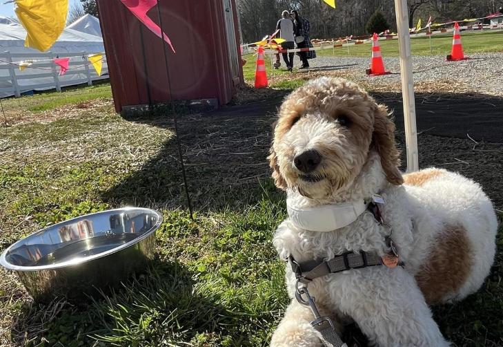 Pet Friendly Tarheel Antique Festival