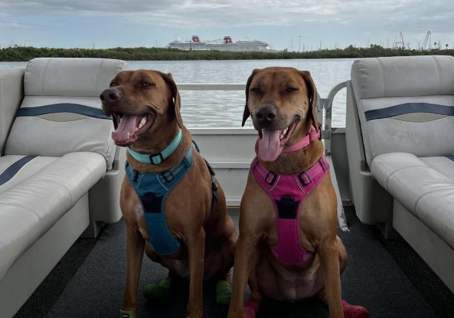 Pet Friendly Coastal Lagoon Tours