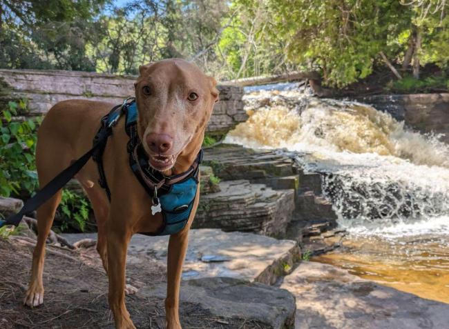 Pet Friendly Tahquamenon Falls State Park
