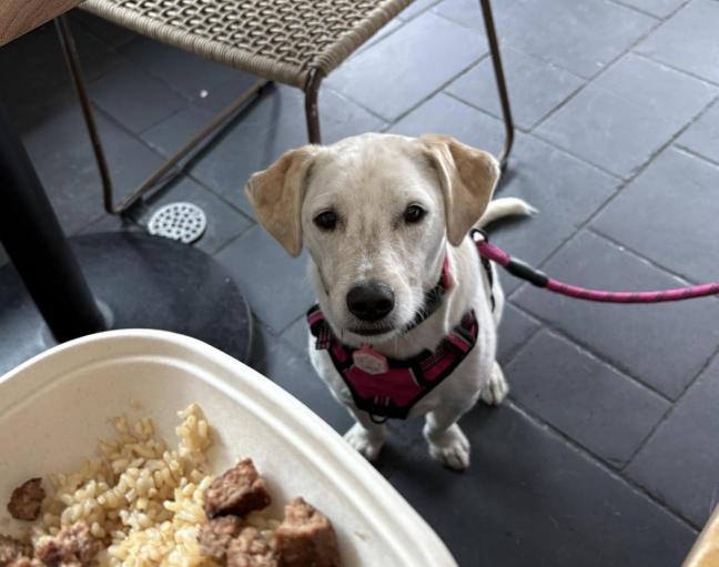 Pet Friendly Pacific Catch