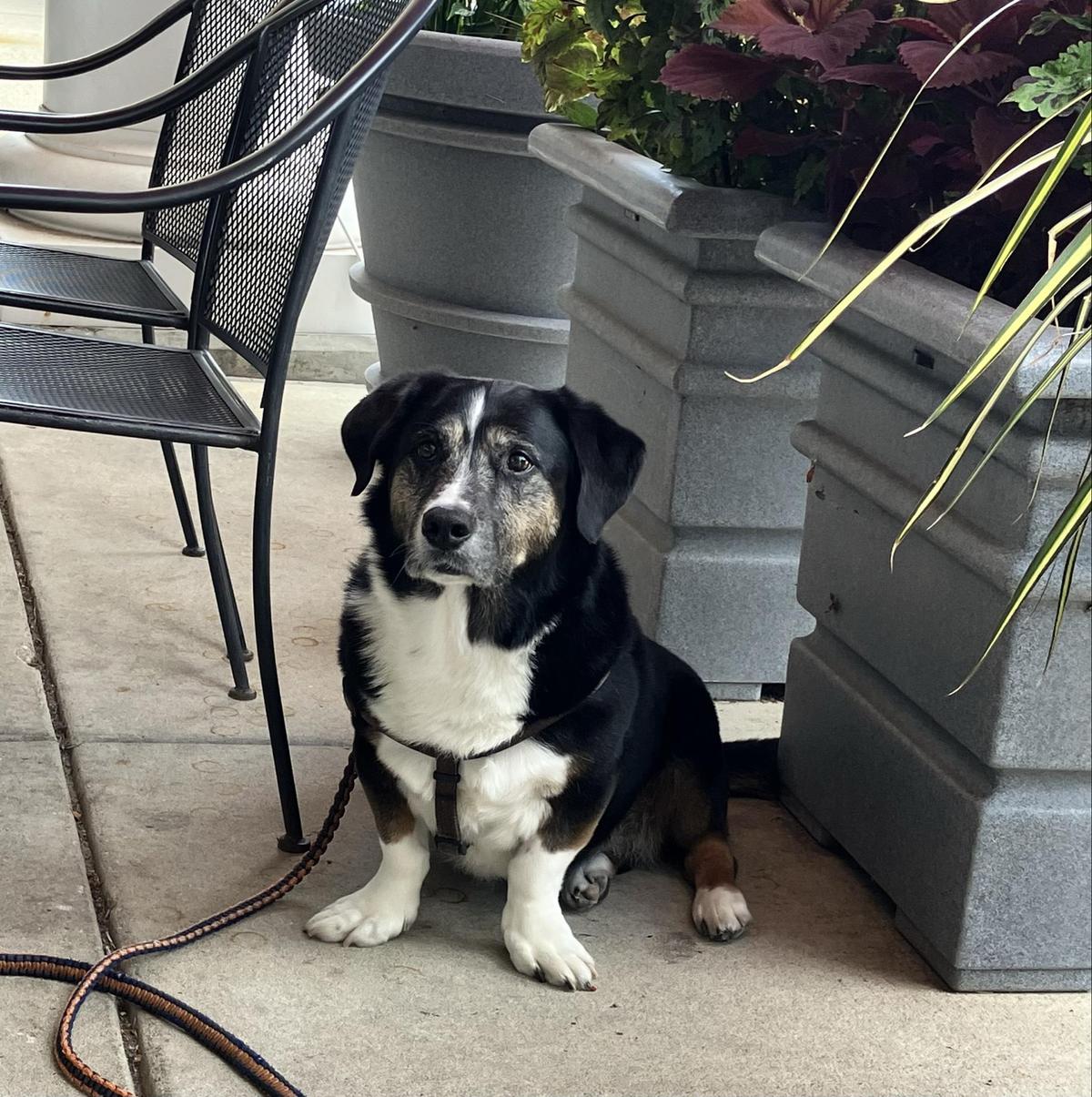 Sun Singer Restaurant Pet Policy