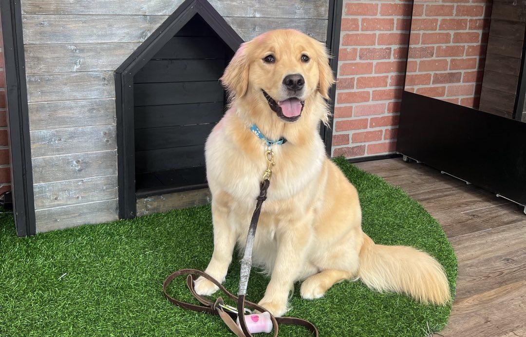 Pet Friendly Jewel's Pet Cuisine & Accessories