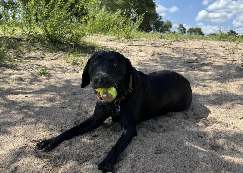 Pet Friendly Dog Island