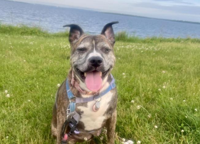 Pet Friendly Rocky Point State Park