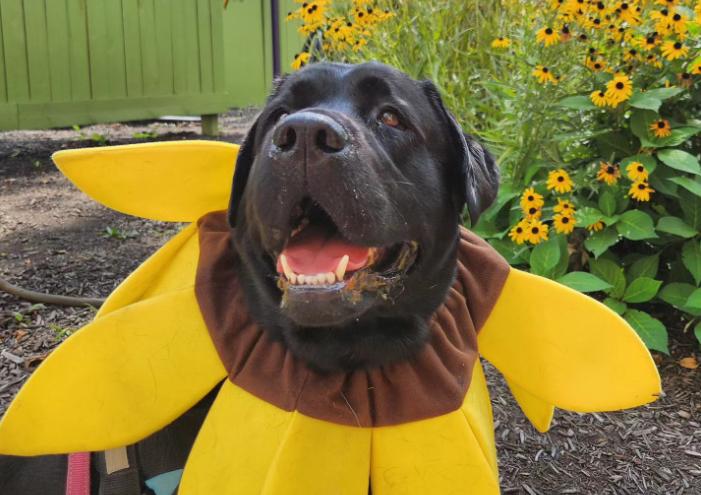 Pet Friendly Flower Fest at Avon Gardens