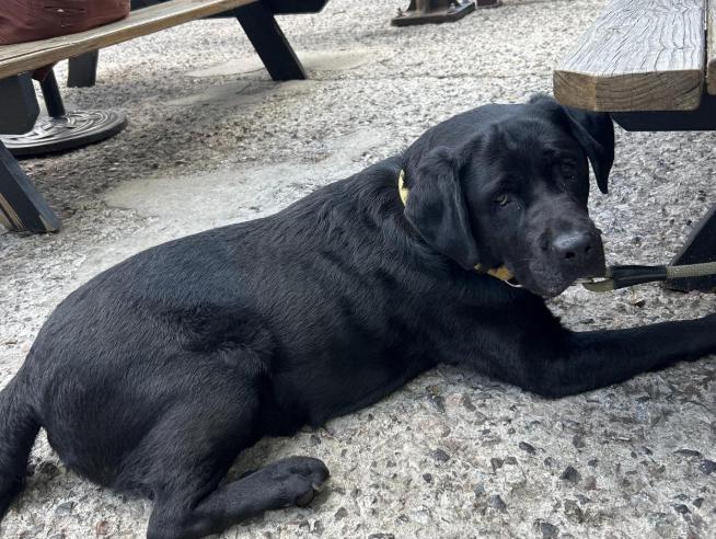 Pet Friendly Mother Road Brewing Company