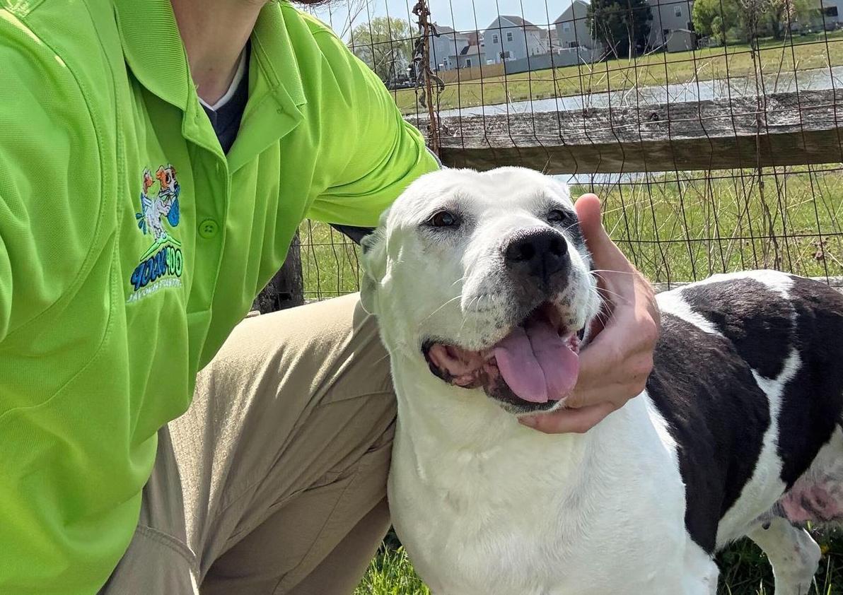 Pet Friendly Oop Scoop
