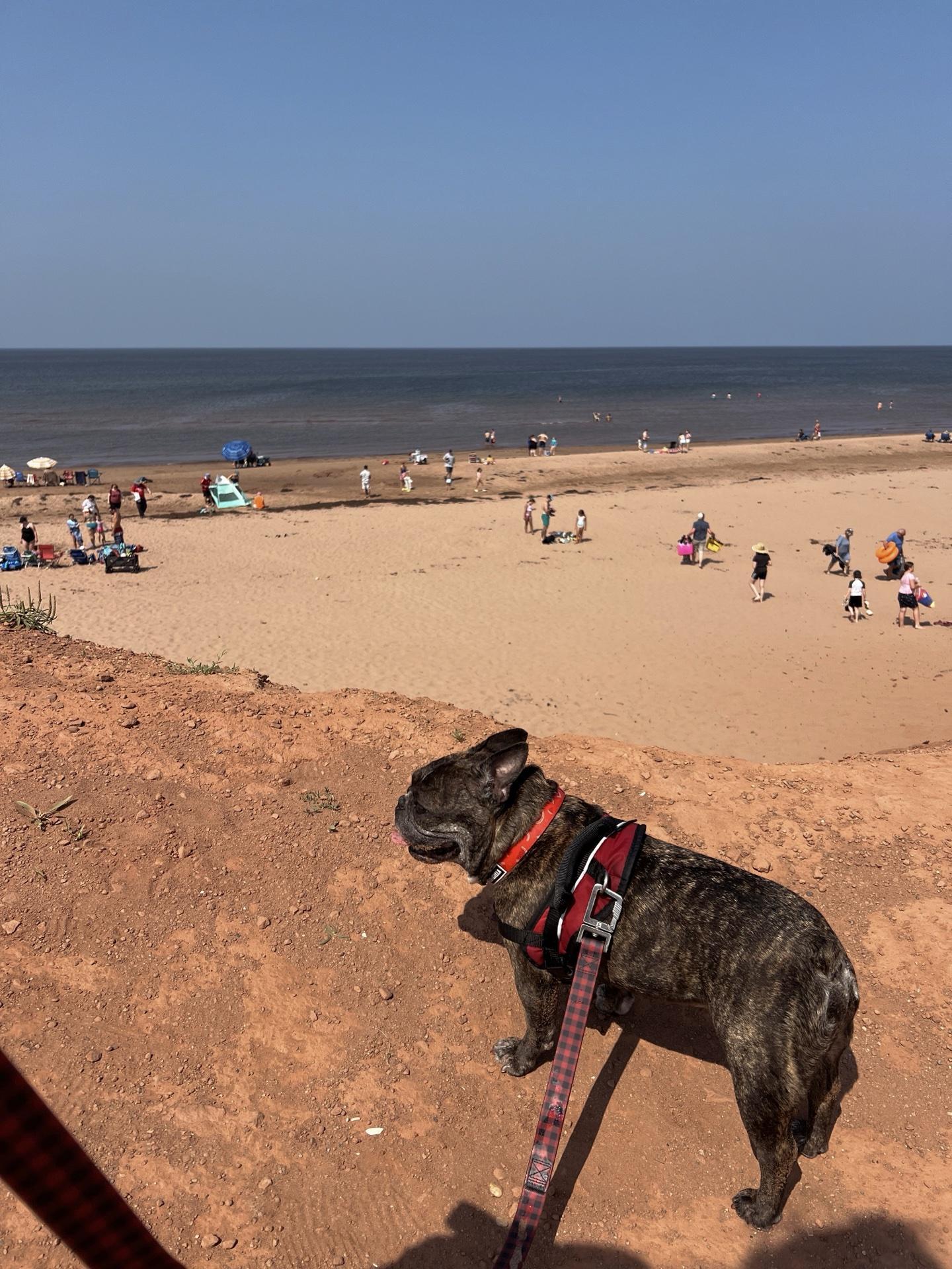 Places to Travel With Dogs near Me: Top Pet-Friendly Spots Revealed