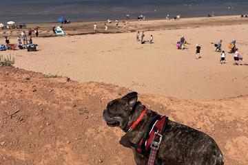 Places to Travel With Dogs near Me: Top Pet-Friendly Spots Revealed