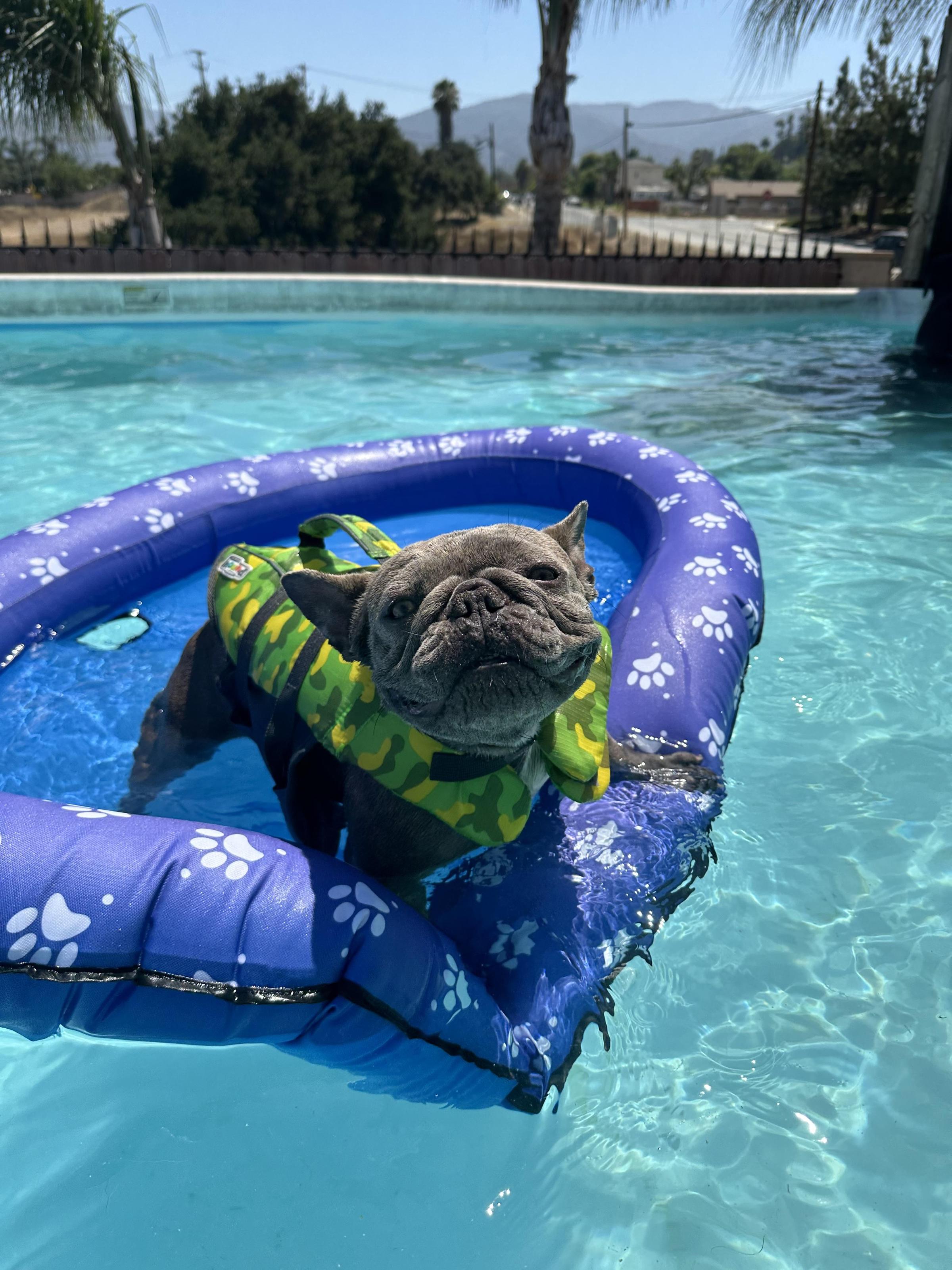 Pet Friendly Better K9 Riverside’s Splash Party Fur-iesta