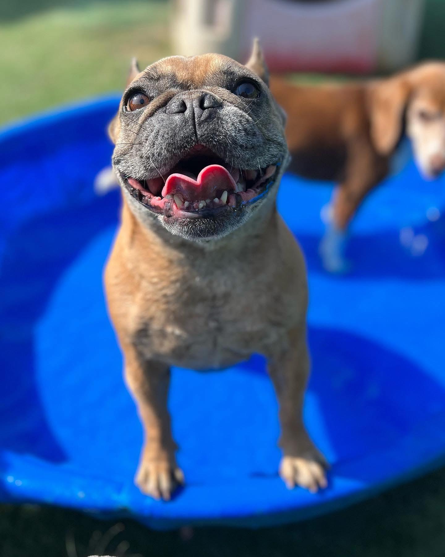 Pet Friendly Better K9’s Splash Party Fur-iesta