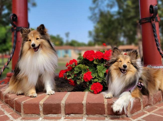 Pet Friendly Balboa Park