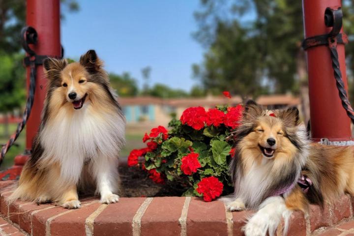 San Diego Dog Friendly Activities: Explore Paw-Some Spots