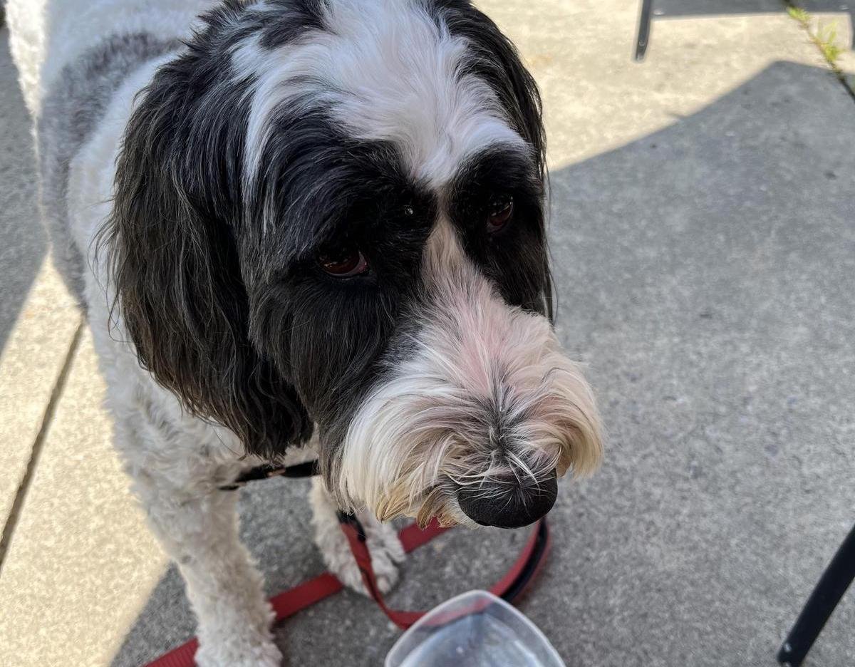 Pet Friendly Eggsmart Sutton
