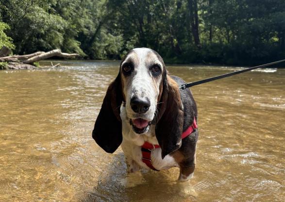 Pet Friendly East Palisades, Whitewater Creek Trail