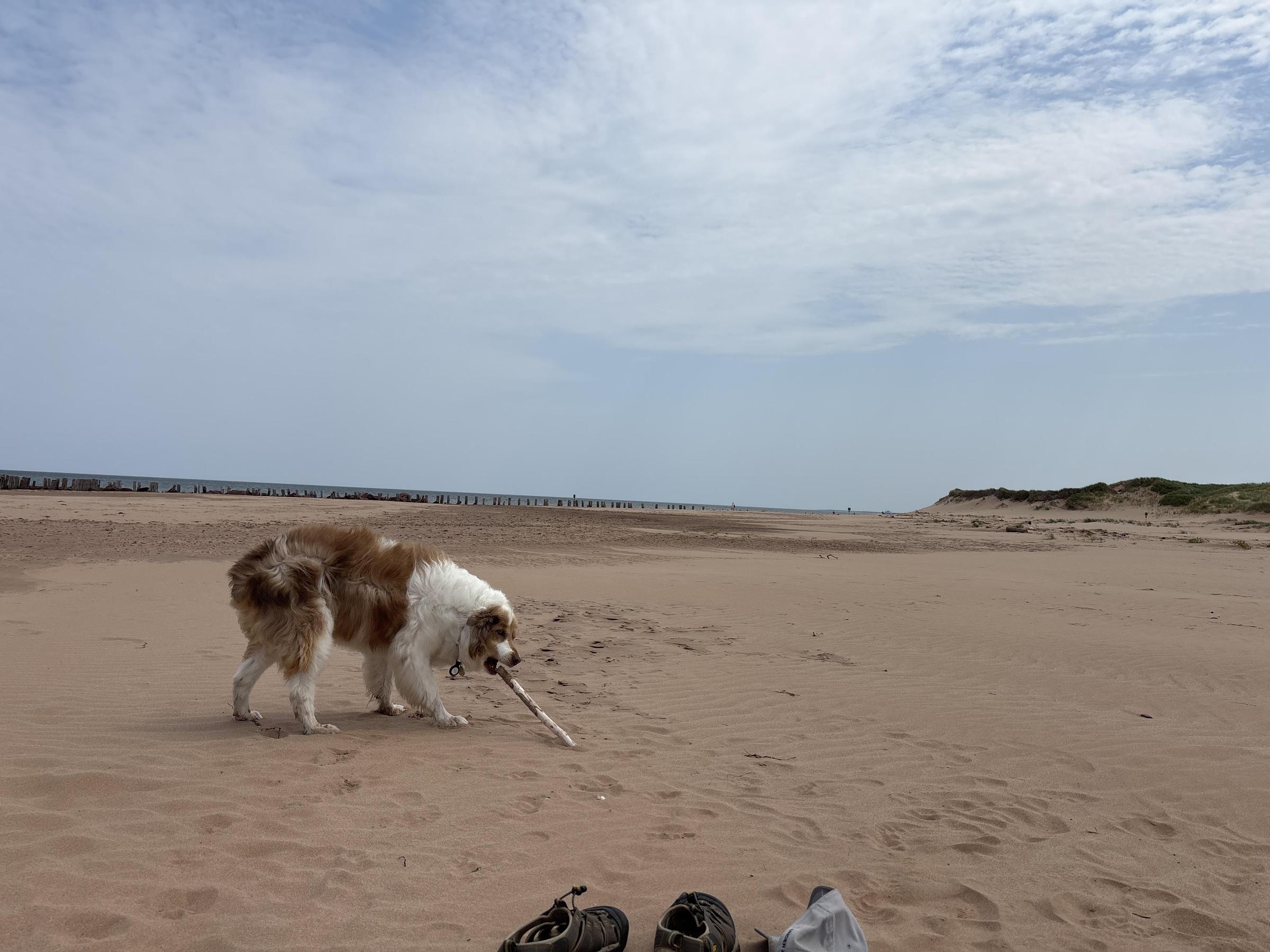 Places to Travel With Dogs near Me: Top Pet-Friendly Spots Revealed