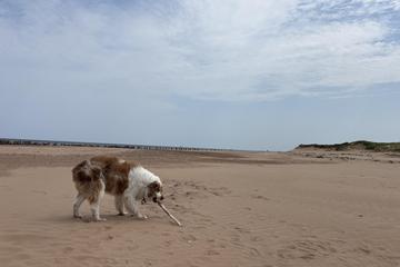 Places to Travel With Dogs near Me: Top Pet-Friendly Spots Revealed