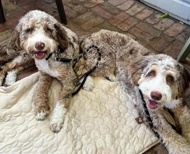 Pet Friendly Blue Heaven