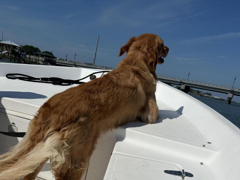 Pet Friendly Absolute Reel Screamer Charter