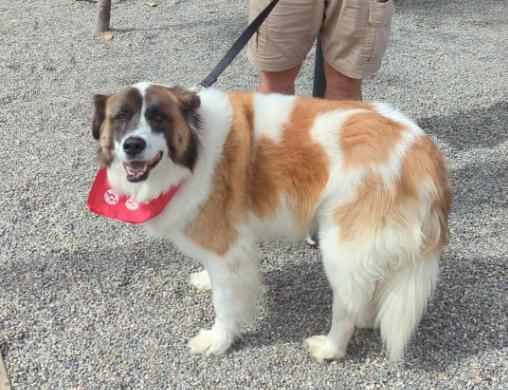 Pet Friendly Pints and Pups and the Bark n' Bolt 1k - A Dog Themed Expo