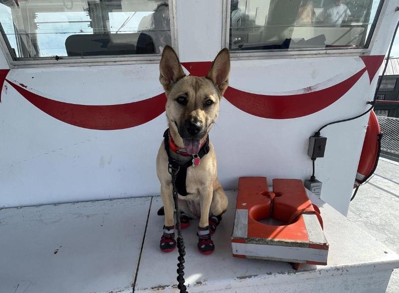 Dog Friendly Activities NYC: Unleash Fun Adventures